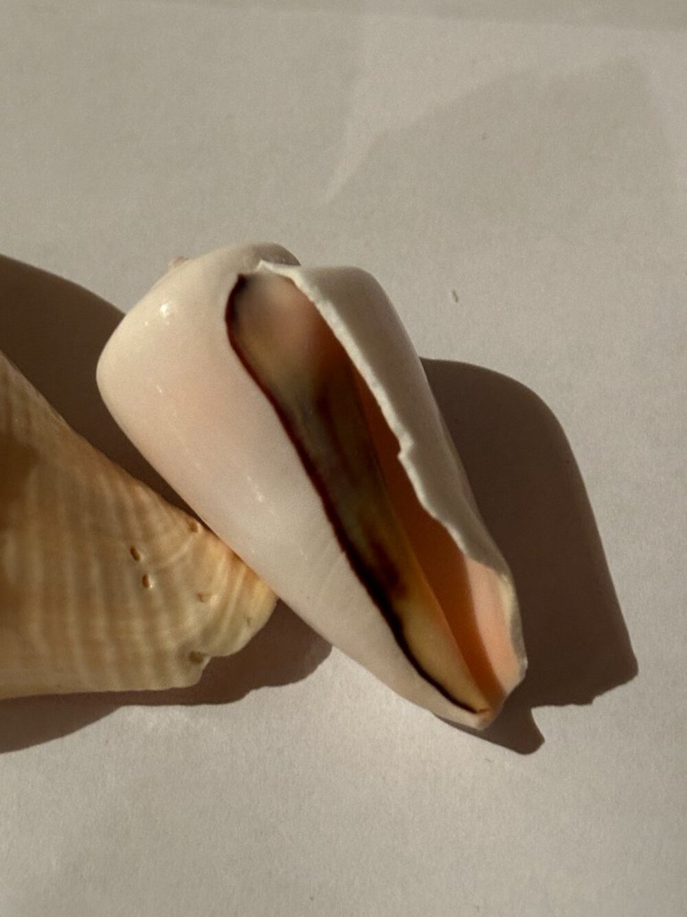 Florida Seashells - Picture 5 of 7